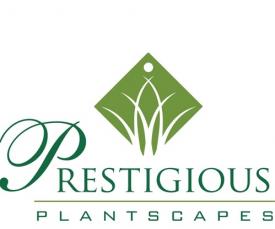 Prestigious Plantscapes Office Plant Hire brisbane, Indoor Plants
